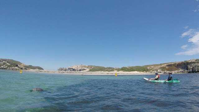 Kayaking in Australia: Guide to Paddling Penguin Island