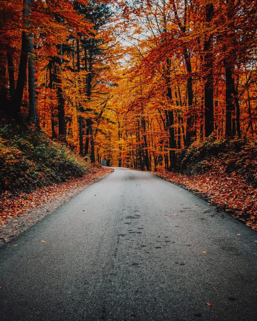 A road lined with tall pine trees in autumn, radiating a bright orange colour. 