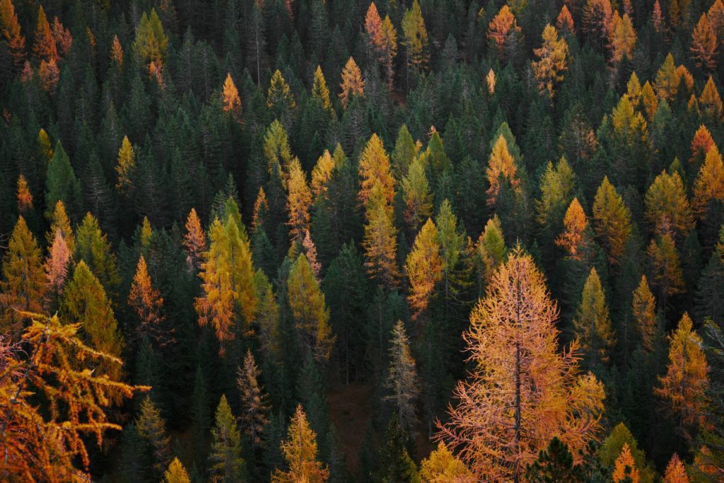 The photo shows an aerial view of a dense forest, with autumn leaves coloured green, orange and yellow.