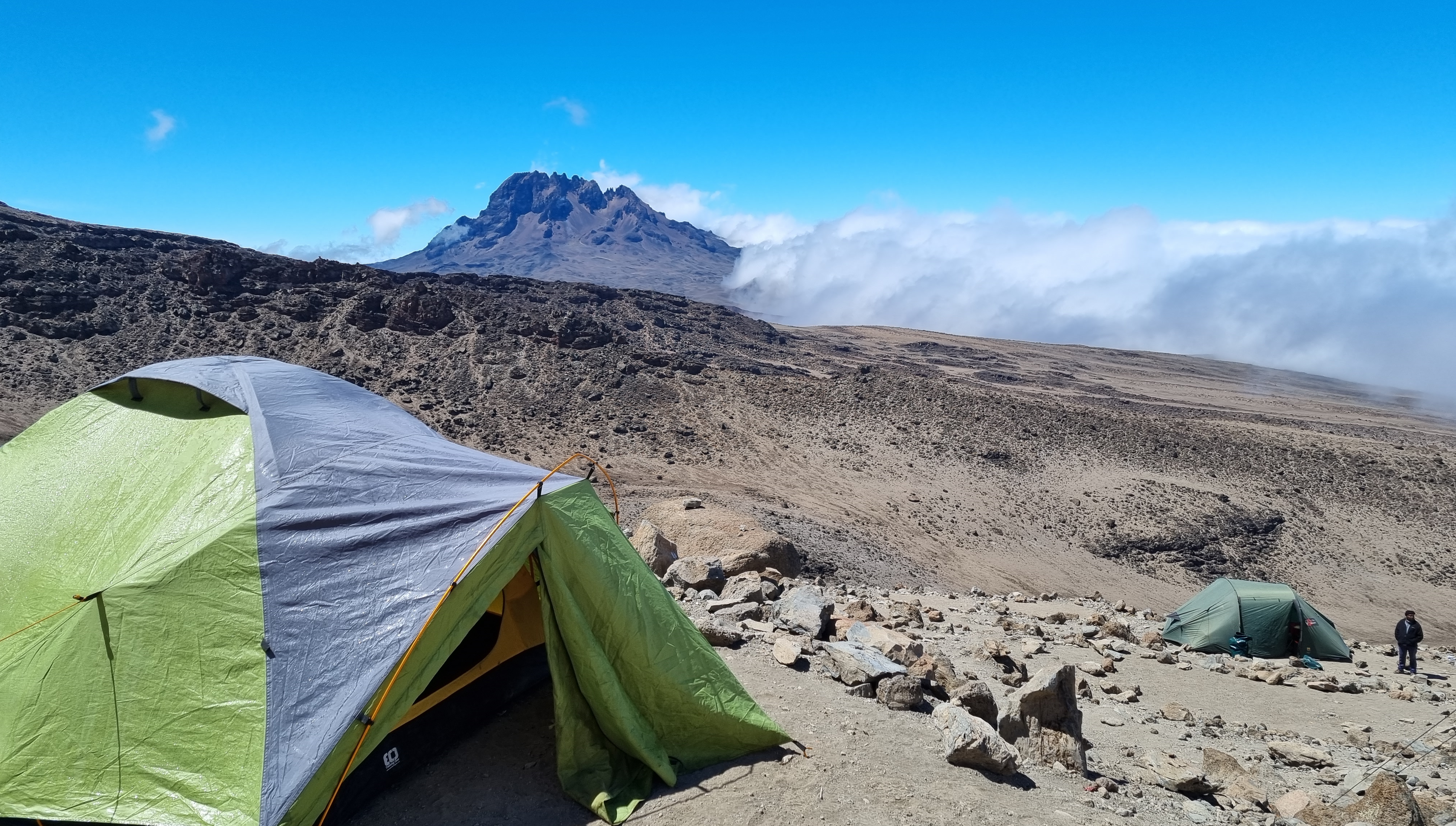 Tents, Trees and Bumble Bees