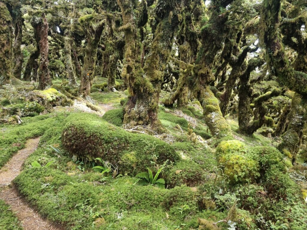 A fairytale forest. Te Araroa trail can be seen winding through lumpy, bumpy, moss covered trees that rise up. They look like they could move at any moment.