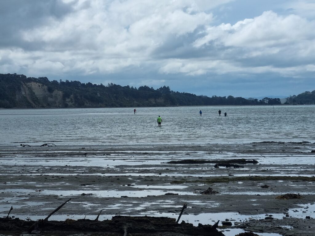 Te Araroa hikers wade through waist-deep water in an estuary. Blue-grey skies are overhead. 